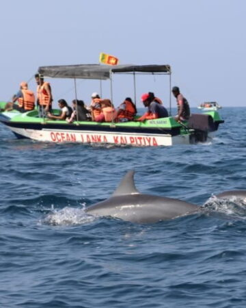 Whale & Dolphin Watching in Sri Lanka