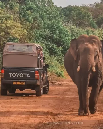 Jeep Safari in Sri Lanka