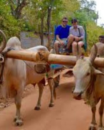 Village safari Tours